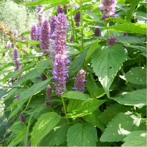 4 x Agastache rugosa - godet 9x9 cm