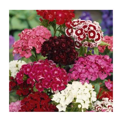 Oeillet de poète – Graines de fleurs bisannuelles – Semis d'avril à mai – Floraison mai à juillet – Hauteur 40 cm – Fabre Graines
