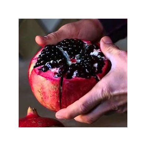 1 plant /tree (approx 1m) - Pomegranate (wonderful)