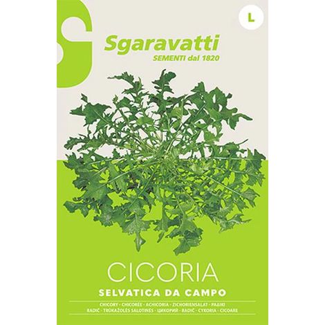 Semi per Ortaggi e Vegetali Cicoria Selvatica da Campo Sgaravatti 20 Pezzi (1/2)