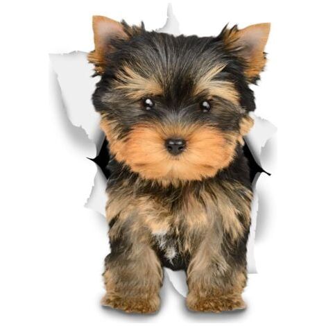 Autocollants Chiens Muraux 3D - Autocollants Décoratifs Drole – Chien Stickers Yorkshire Terrier Pour Mur - Frigo - Toilette - Salle - Voiture8 x 12CM (1/3)