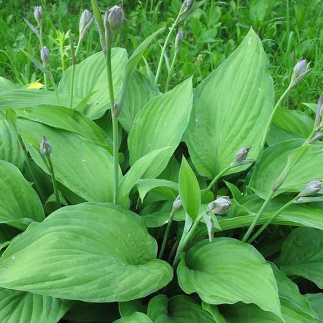 4 x Hosta fortunei 'Albopicta' - godet 9x9 cm