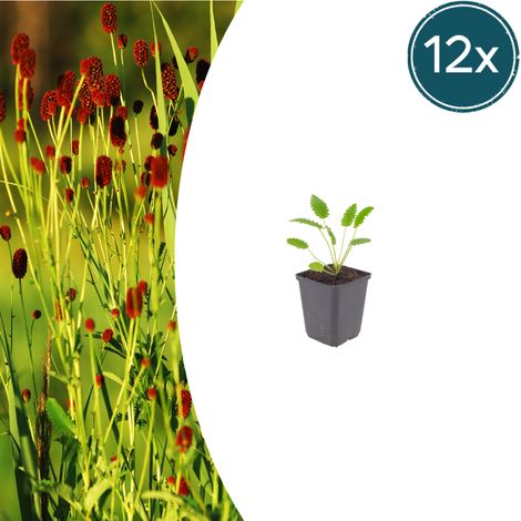 Sanguisorba officinalis 'Tanna' - Lot de 12 Plantes Vivaces - Fleurs Rouge Foncé - Pot Ø 9 cm - PANGIVO (1/5)