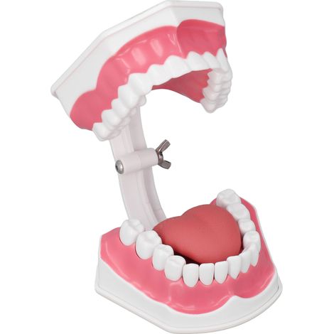 Kit d'Hygiène Dentaire Pédagogique avec Modèle de Gencives et Brosse à Dents (1/5)