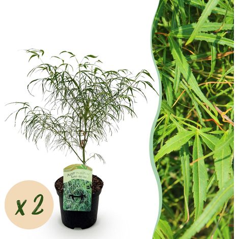 Érable du Japon Acer palmatum Koto-no-ito - Lot de 2 Plantes de Terrasse - Vert - Pot 19cm H70cm - PANGIVO (1/5)