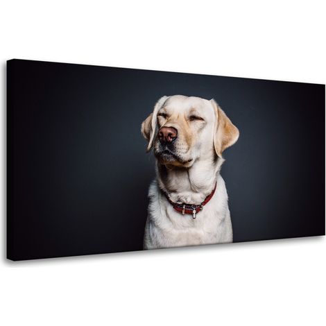 Leinwanddruck Tiere Hund Schwarzer Hintergrund 80x40