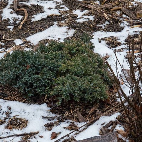 Genévrier écailleux Blue Star, Juniperus/Pot de 3L - 20/40 cm (1/3)
