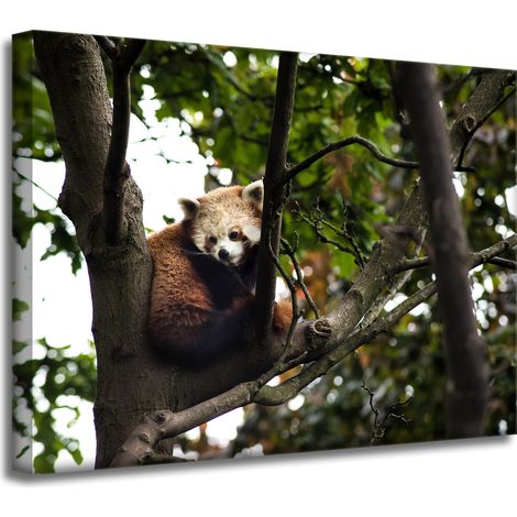 Leinwanddruck Tiere Roter Panda 40x30 cm