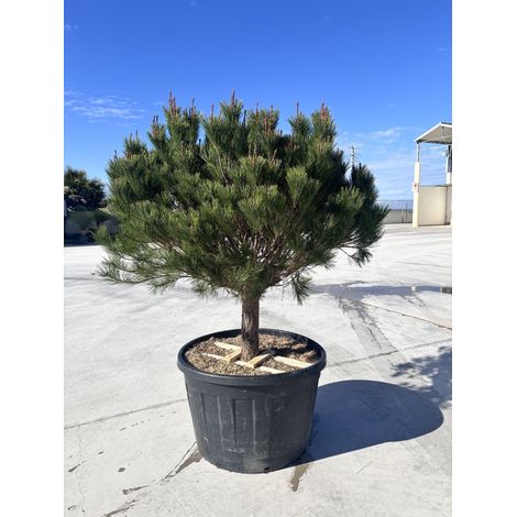Pinus Densiflora Alice Verkade Demi-tige 90 cm Conifère Résistant au Froid