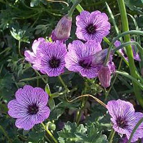 4 x Géranium vivace - Geranium cinereum 'Ballerina' - godet (1/4)