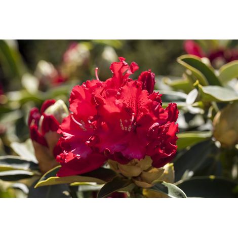 Rhododendron 'Wilgen´s Ruby' Rhododendron Hybr.'Wilgen's Ruby' C 5 30- 40 (1/4)