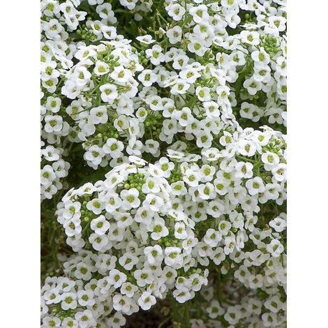 Alysse odorante 'Sweet White' le sachet de 6400 graines (3g)