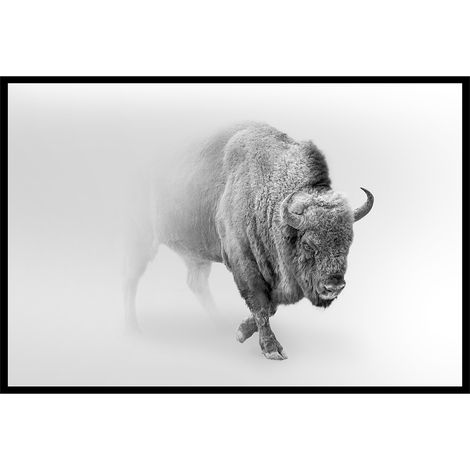 Affiche encadrée bison en noir et blanc dans la brume (1/5)