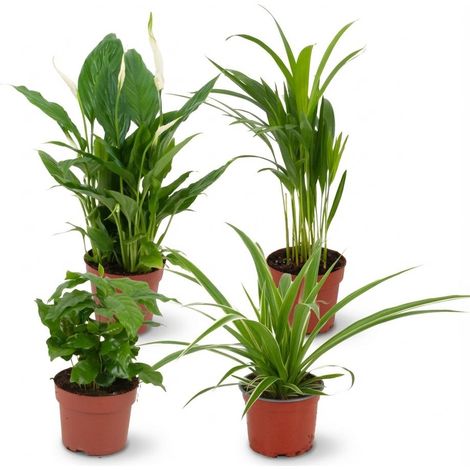 Lot de 4 Plantes d'Intérieur Purifiantes pour Air Sain, Pot Ø 12 cm, Hauteur 30-40 cm - PANGIVO (1/4)