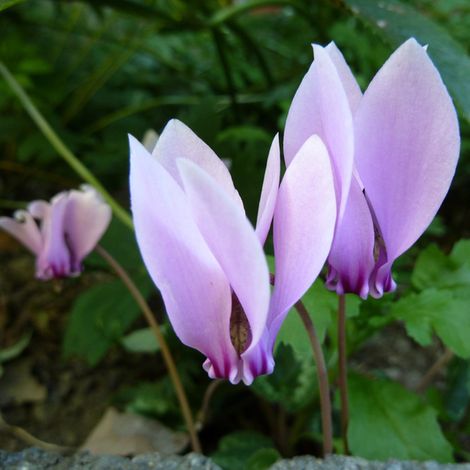 4 x cyclamen de Naples 'White Pearls' - godet 9x9 cm (1/5)