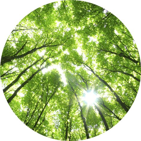 Papier peint panoramique foret ensoleillé tendance | Tapisserie panoramique vert arbre idéal salon | Papier peint panoramique nature en rond bureau - 140 x 140 cm (3 pièces) (1/2)