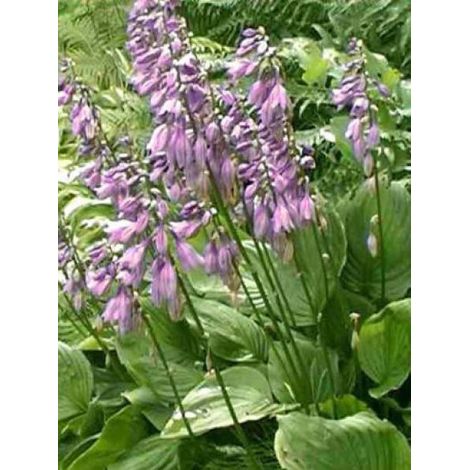 Hosta ventricosa Godet de 8/9 cm (1/2)