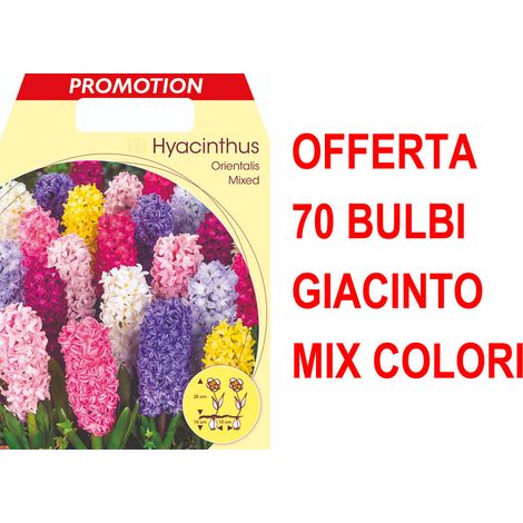 OFFERTA 70 BULBI GIACINTO GARDEN MIX DI COLORI profumati