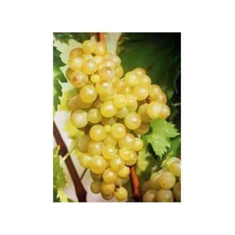 Vigne Ampelia® 'Candin' Pot de 1,5L/2L (1/2)