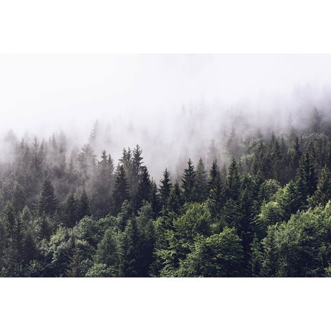 Papier peint panoramique forêt de sapin | Tapisserie panoramique nature avec arbre & brouillard | Papier peint panoramique couloir & chambre - 384 X 260 cm (8 pièces) (1/2)