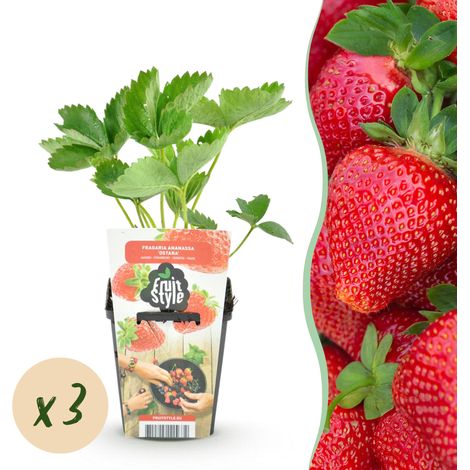 Fraisier Fragaria Maxim Lot de 3 Plantes de Fruits Rouges Rustiques pour Balcon et Jardin Pot 9 cm - PANGIVO (1/5)