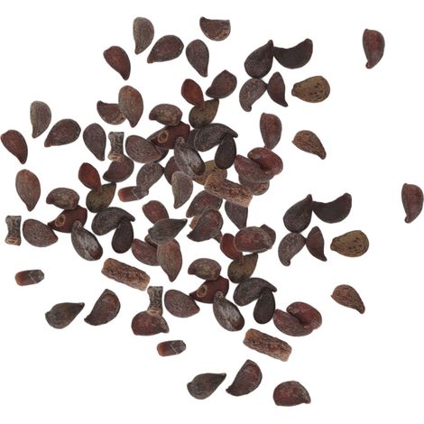 Graines de Poirier Xerophile 50g, Pyrus Xerophila, résistantes à la sécheresse, à effet médicinal, semis pour balcon et jardin (1/5)