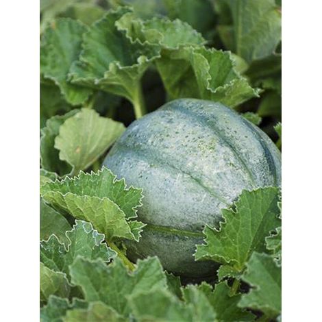 Melon 'Ancien Vieille France' le sachet de 15 graines environ
