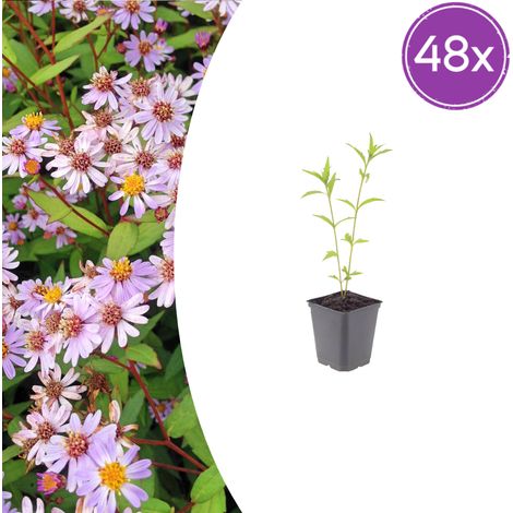 Lot de 48 Kalimeris incisa 'Blue Star' Plantes Vivaces à Longue Floraison Bleu Clair Pot Ø9cm - PANGIVO (1/5)