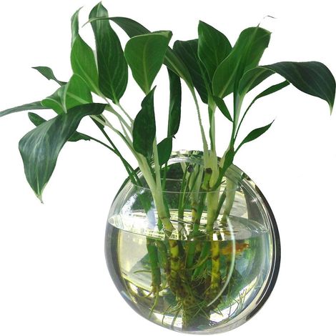 Wandmontiertes Aquarium für Zuhause, Goldfischglas, Acryl-Hänge-Aquarium, Blumentopf, Blumenvase – 150 mm Durchmesser – Typ 1
