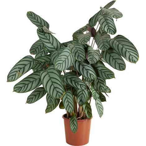 Bloomique - Calathea Compactstar - Plante Paon - Plantes d'intérieur - Purifiant l'air - Facile d'entretien - Respectueux des animaux - 60-70 cm de Haut - Pot 17 cm