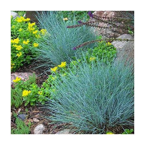 FETUQUE BLUE SELECT - LOT DE 3 GODETS