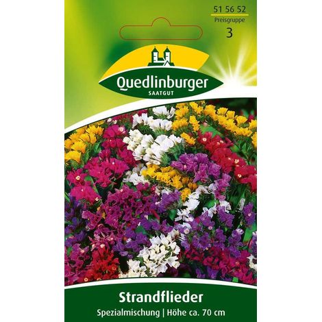 Quedlinburger Strandflieder Spezialmischung - Blumensamen (1/2)