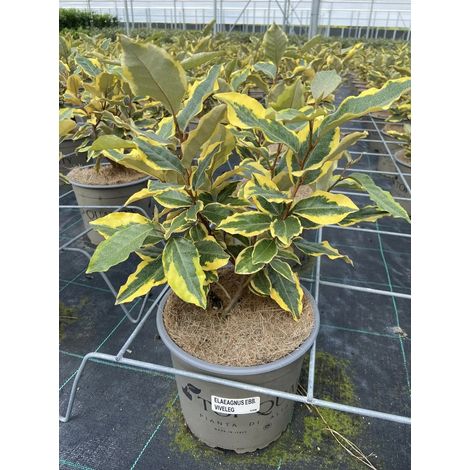 Gardenaria Elaeagnus ebbingei 'Viveleg' - Arbusto ornamentale da giardino - Altezza: 40/60 cm (vaso19) (1/5)