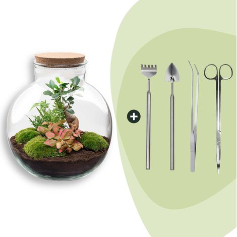 Terrarium Plante DIY Kit Complet avec Bonsaï Ficus Ginseng et Outils Ø 31 x 30 cm - PANGIVO (1/4)