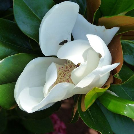 Magnolia à grandes fleurs Little Gem/Pot de 7,5L - 100/150 cm