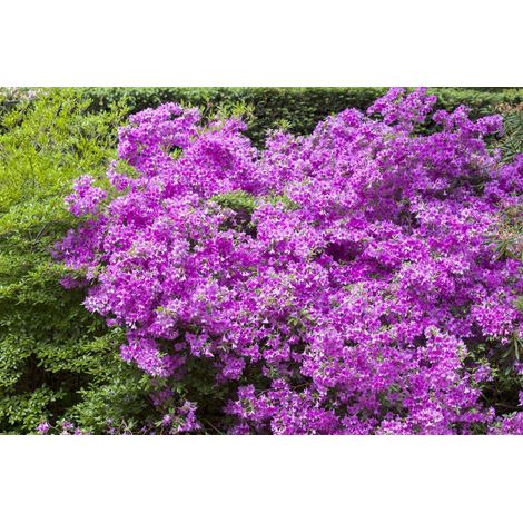 Japanische Azalee 'Purpurtraum' Rhododendron obt.'Purpurtraum' C2 15- 20