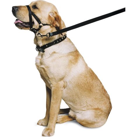 Licol de Dressage en Nylon résistant aux intempéries pour Animal Domestique, Noir, Taille M (1/3)