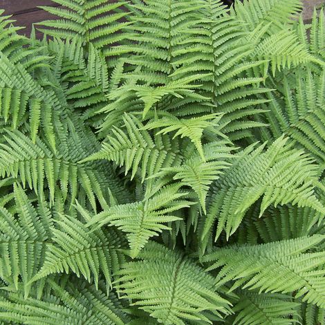 4 x Fougère mâle - Dryopteris filix-mas  - godet 9x9 cm