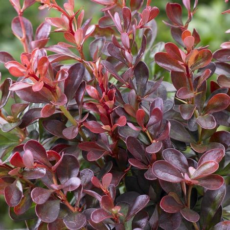 Épine-vinette de Thunberg 'Atropurpurea Nana' - 20-25 cm pot (1/4)