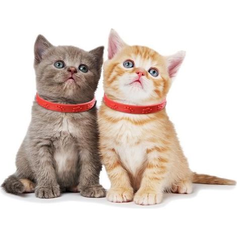 Mxzzand Lot de 3 Collier Anti Puce Chat Rouge - Prévention des Puces et des Tiques (1/4)