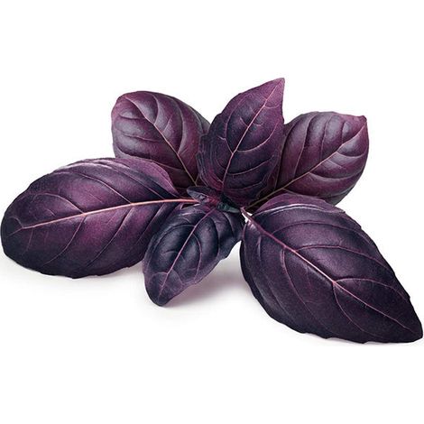 Semi di basilico "Rosso" piante per orto e giardino