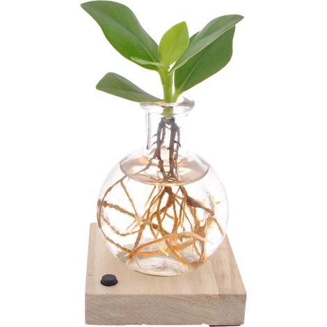 Clusia rosea Autographier en Pot LED Ø5cm - Plante d'intérieur Décoration Maison et Bureau 10cm - PANGIVO (1/4)