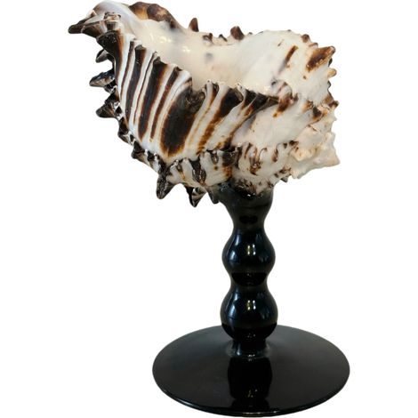 Verre à vin à pied en coquillage naturel, verre artistique en coquillage irrégulier, décoration intérieure.