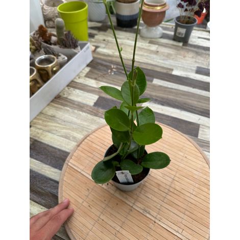 Hoya australis vaso 10cm foto reali Fiore di cera pianta grassa