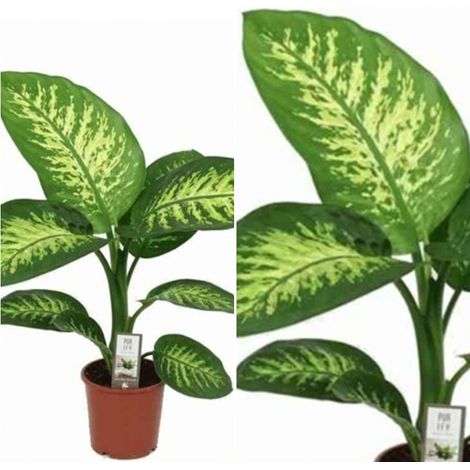 Planta Natural Diafenbachia Tropic en Maceta M17