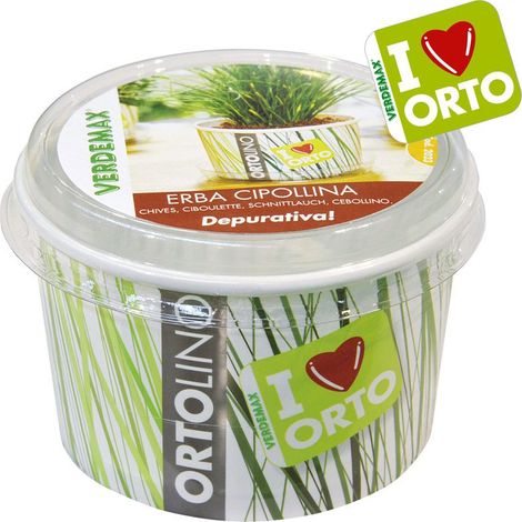KIT ORTOLINO ERBA CIPOLLINA (1/2)