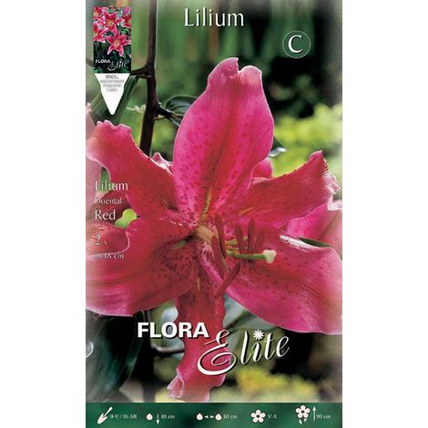 BULBI PRIMAVERILI LILIUM ORIENTAL RED CONFEZIONE DA 2 BULBI BULBS
