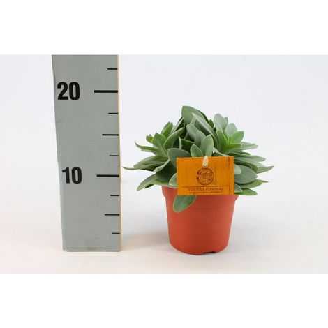 Senecio Cephalophorus plante succulente feuillage coloré pot 10,5 cm hauteur 15 cm - PANGIVO (1/5)