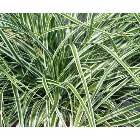 Gardenaria Carex oshimensis 'Everest' - Graminacea ornamentale da esterno - Altezza: 40 cm (vaso 17)