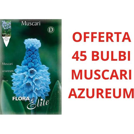 OFFERTA 45 BULBI MUSCARI AZUREUM BULBS BULBES